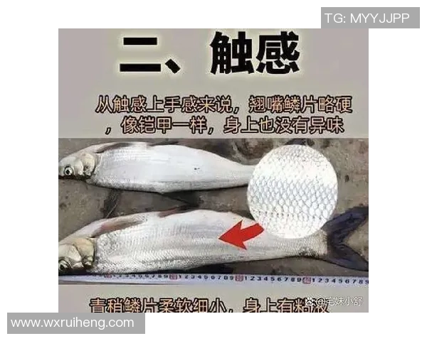 今日趣图:探讨鱼缸中的咸水鱼与淡水鱼共存的可能性与挑战 今日趣图:探讨鱼缸中的咸水鱼与淡水鱼共存的可能性与挑战